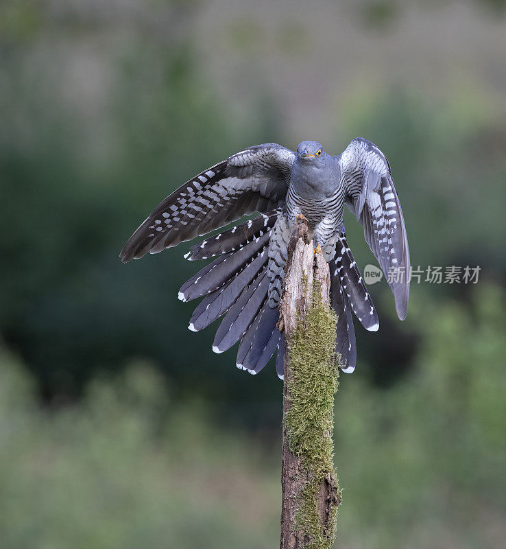 雄性杜鹃(Cuculus canorus)